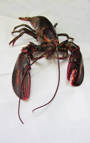 Black lobster with neon red spikes wallpaper — Astig na isda Wallpaper