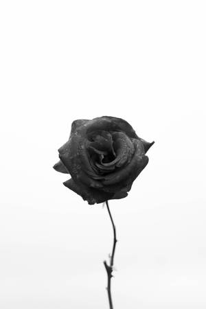 Black Rose iPhone na Endemic sa Turkey
