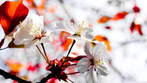 White Spring Flowers that are fully Bloomed wallpaper