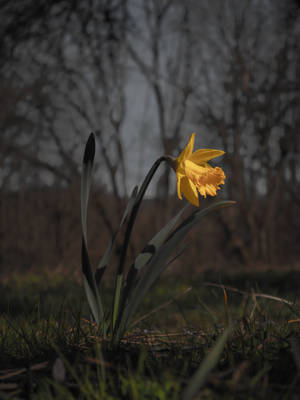 Wallpaper ng namumulaklak na dilaw na daffodil sa takipsilim — 3:4 Wallpaper