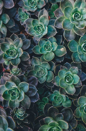 Echeveria succulent luntiang aesthetic wallpaper