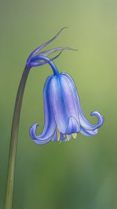 Sining-linya ng isang bulaklak na bluebell sa malambot na berde. — iPhone 5 Wallpaper