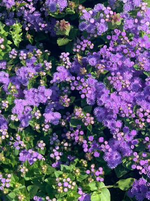 Bluemink Bulaklak Floral Iphone