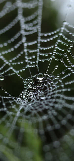 Spider Web Background — iPhone 16 Pro Max Wallpaper