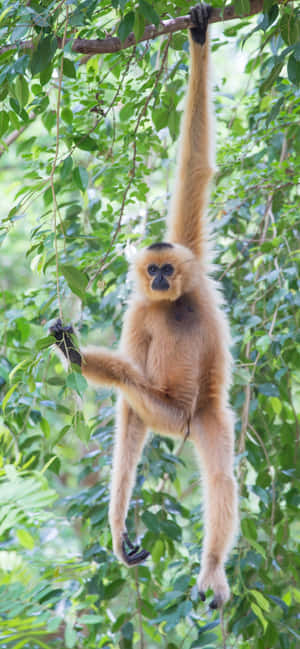 Iphone Xs Max Gibbon Background