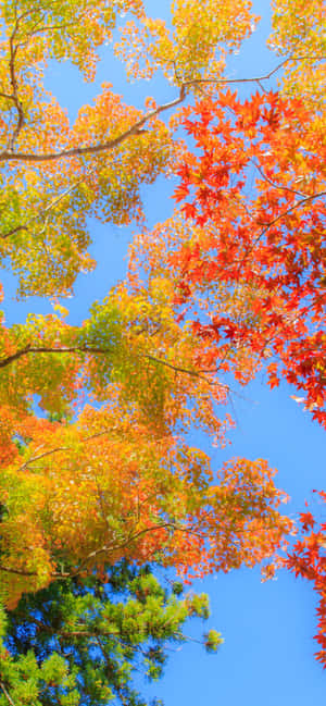 Iphone Xs Max Autumn Background — OnePlus Wallpaper