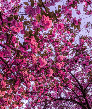 Wallpaper ng Matingkad na Rosas na mga Bulaklak ng Cherry Blossom — Galaxy Z Fold 6 Wallpaper