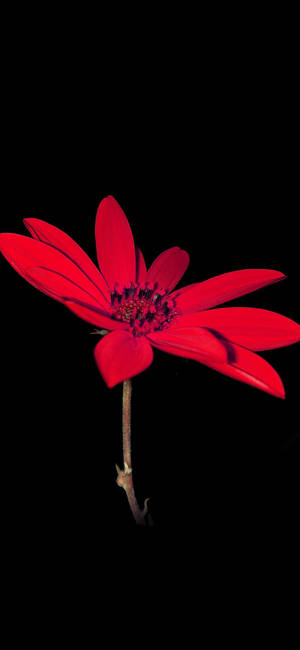 Bright Red Dahlia Flower Apple — ROG Phone 9 Pro Wallpaper