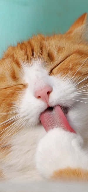 Cute Animal Iphone — Galaxy A54 Wallpaper