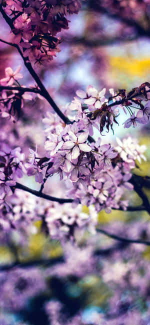 Rainbow Flower Iphone — Pixel 7 Pro Wallpaper