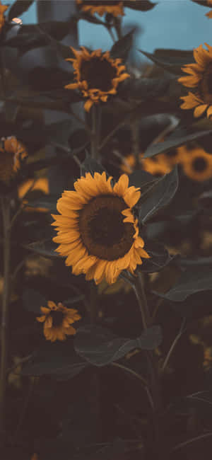 Nakatutuwang Bulaklak ng Iphone — Floral iPhone Wallpaper