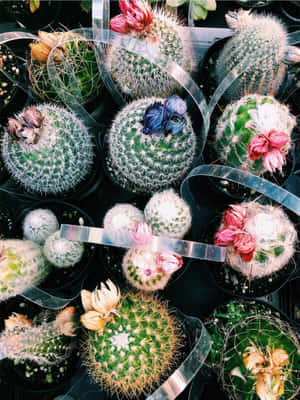 Mga Larawan ng Halaman ng Cactus — iPad Air 13 Wallpaper