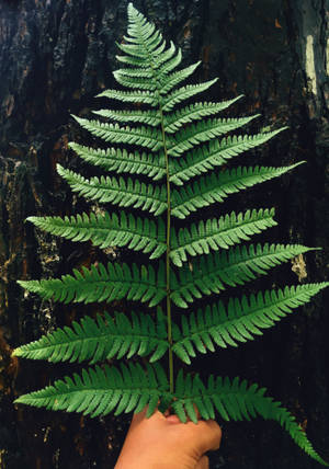 Person holding a green fern 4K wallpaper. — OnePlus Pad 3 Wallpaper