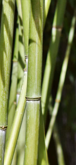 Green Bamboo — Pixel 7 Wallpaper