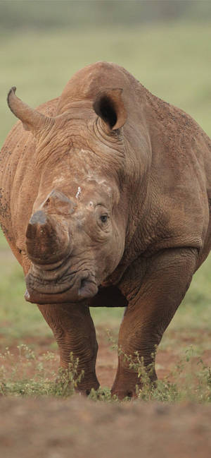 Kayumangging rhinoceros wallpaper
