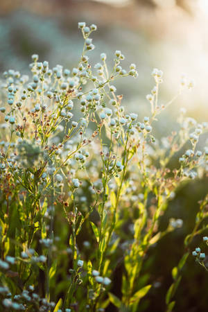Bulaklak na Chamomile Aesthetic
