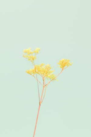 Bulaklak na Dilaw at Luntian sa iPhone — Floral iPhone Wallpaper