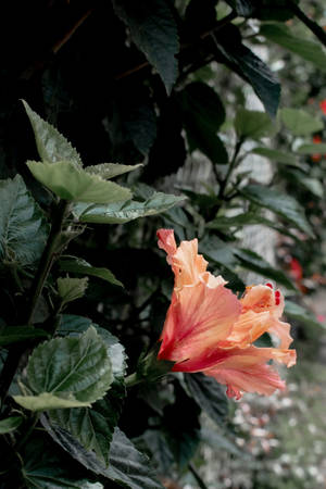 Bulaklak na Hibiscus Aesthetic ng Halaman
