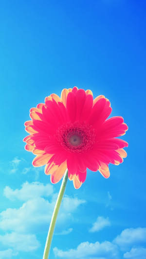 Bulaklak na May Rosas na Taluluyan Iphone — Floral iPhone Wallpaper