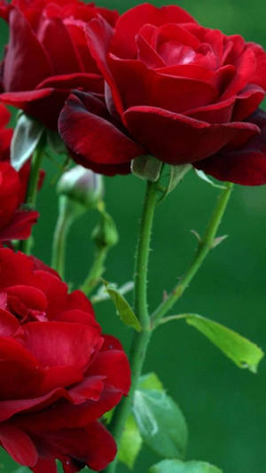 Bulaklak na Pulang Rosas para sa iPhone — Floral iPhone Wallpaper