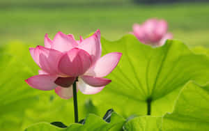 Mga larawan ng Bulaklak ng Lotus — Bulaklak ng Lotus Wallpaper