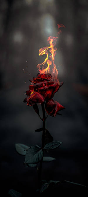 Burning Rose Aesthetic — Pixel 9 Wallpaper