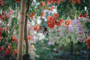 Butterfly Aesthetic pictures — MacBook Air 15 Wallpaper