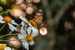 Butterfly Aesthetic na mga larawan — MacBook Air M4 Wallpaper