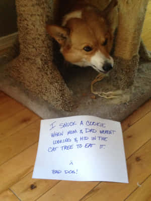Corgi Funny Pictures