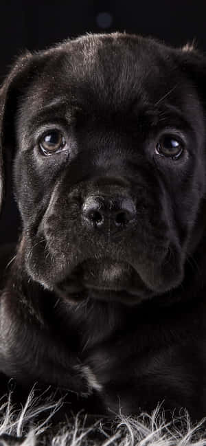 Cane Corso background — iPhone 16 Pro Wallpaper