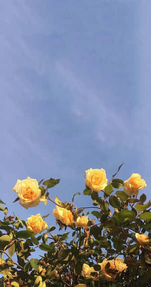 Caption: Dilaw na mga Kulay na Aesthetic - Isang Maselik na Balanse
