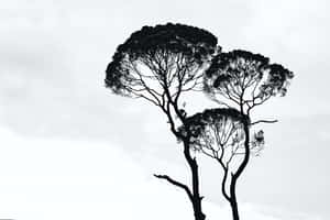 Caption: Eleganteng Monochrome na Abstraktong Disenyo — 黑白美学 Wallpaper