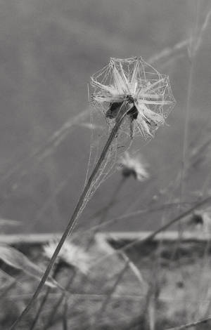 Caption: Luminescent Pure White Screen — Lenovo Legion Y700 (Gen 5) Wallpaper