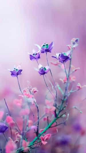 Pink na Bulaklak na Background — Pink Floral Wallpaper