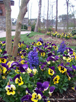 Nakakaakit na Ganda ng Namumulaklak na Pansies — 3:4 Wallpaper