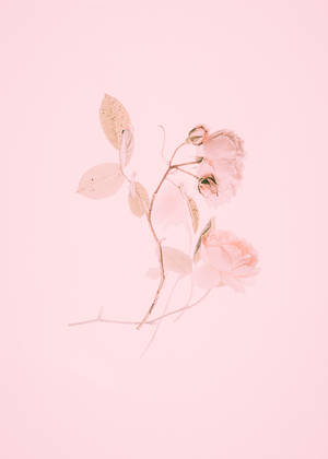 Mga Mapang-akit na Pink Tulips sa Pamumulaklak — Pink Wallpaper
