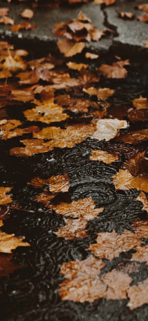 Fall Iphone background — iPhone 11 Wallpaper