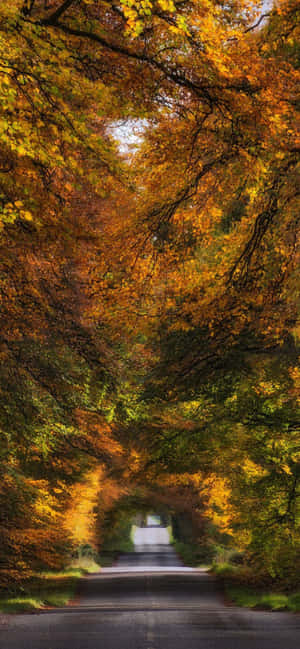 Iphone Xs Max Autumn Background — iPhone Air Wallpaper