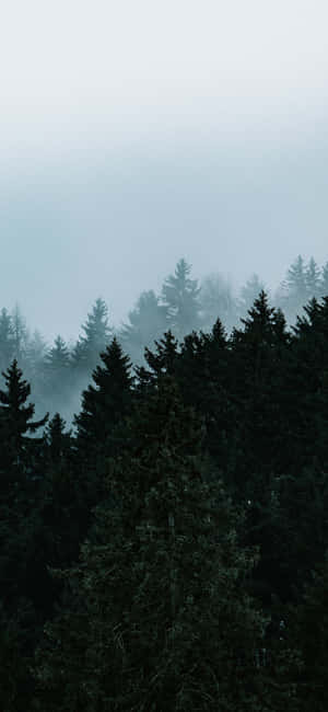 Trees Iphone — iPhone Se Wallpaper