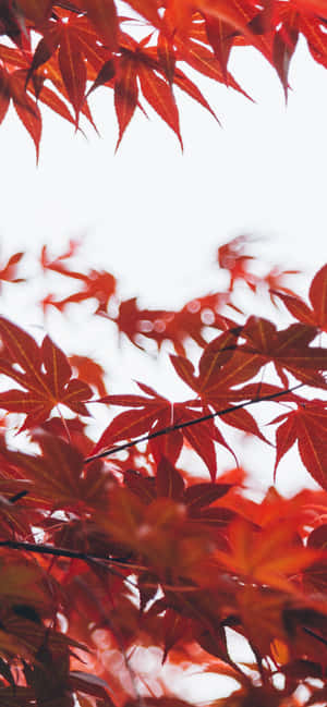 Iphone Xs Max Autumn Background — Oppo A6s Wallpaper