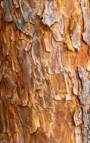 Caramel Brown Textured Bark — Lenovo Legion Y700 (Gen 5) Wallpaper