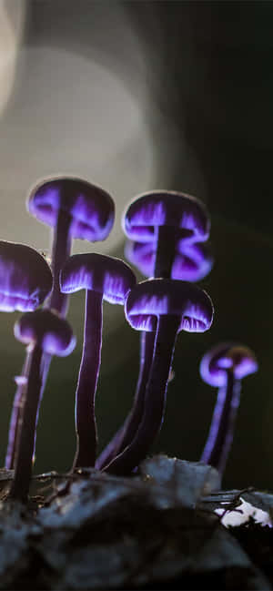 Mushroom Phone — Xiaomi 14 Ultra Wallpaper