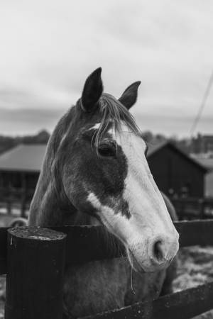 Central Kentucky Horse — Nature Wallpaper