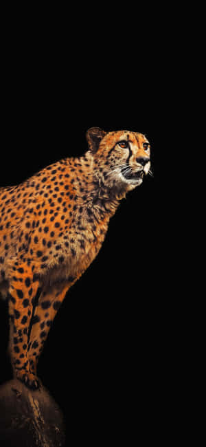 Cheetah Iphone — Samsung S23 Ultra Wallpaper