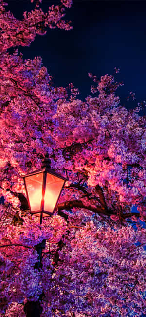 Cherry Blossom Background — iPhone 16 Wallpaper