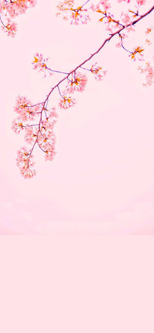 Cherry Blossom iPhone 12 wallpaper