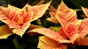Cinnamon Star Poinsettia wallpaper — iMac Wallpaper