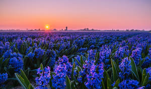 Cityscape Hyacinth Flower Field Wallpaper — Astig na GIF Wallpaper