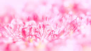 Pink na Floral Background — Pink Floral Wallpaper