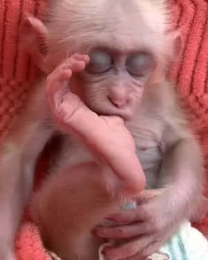 Mga larawan ng cute na unggoy — Cute Monkey Wallpaper